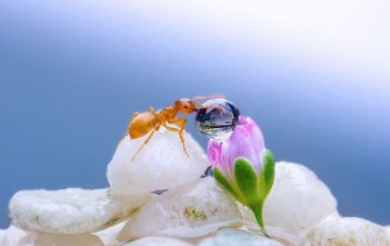 Ảnh giọt suơng tuyệh đẹp của Miki Asai