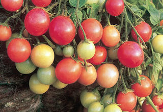 Chuyện vui trồng cà chua