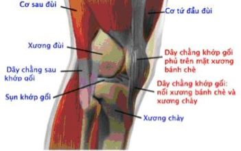 Bài tập thể dục trị thoái hóa khớp gối