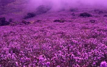 Neelakurinji, loài hoa hiếm chỉ nở 12 năm một lần ở Ấn Độ