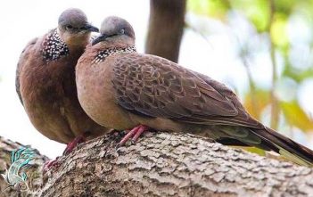 Chuyện vui ”Ông tuổi Ất-hợi”