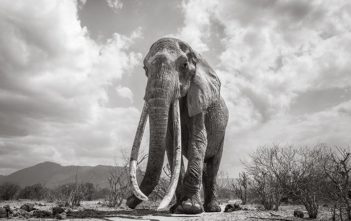 “Nữ hoàng làng voi” đã vượt qua hàng trăm tay săn ngà, để trở thành chú voi đặc biệt nhất thế giới