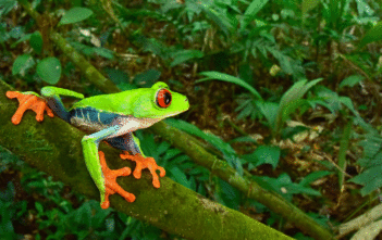 Nhiều động vật tuyệt chủng được tìm thấy ở tàn tích cổ tại Honduras