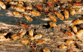 Beneficial pests? Study shows that termites can alleviate the damage that droughts cause in tropical rainforests
