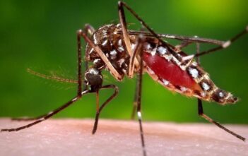 Brazil Experiment May Have Accidentally Created Genetically-Modified Super Mosquitos