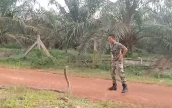 Người lính tay không bắt gọn rắn hổ mang chúa