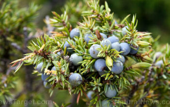 Fortify your home with these 10 protective garden plants