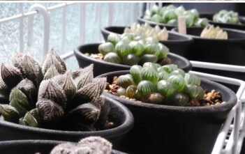 30 LOẠI CÂY LẠ LÙNG NHẤT TRÊN QUẢ ĐẤT NÀY
