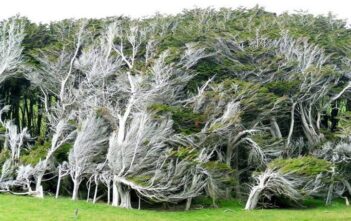 Vùng đất ở New Zealand nổi tiếng sở hữu loạt cây nghiêng ngả hình thù lạ kỳ