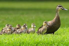 Đàn vịt con được giải cứu rồi vịt mẹ dẫn đàn con đi tìm nguồn nước và thức ăn