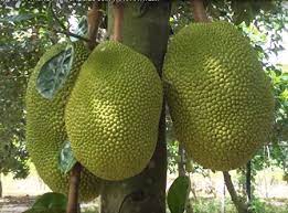 MÍT 1NGÀN/KG•GIÁ SIÊU RẺ | GIẢI CỨU MÍT CẢ NHÀ ƠI/