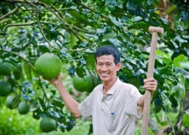 Bưởi được xuất cảng sang Mỹ, cơ hội lớn cho trái cây Việt Nam